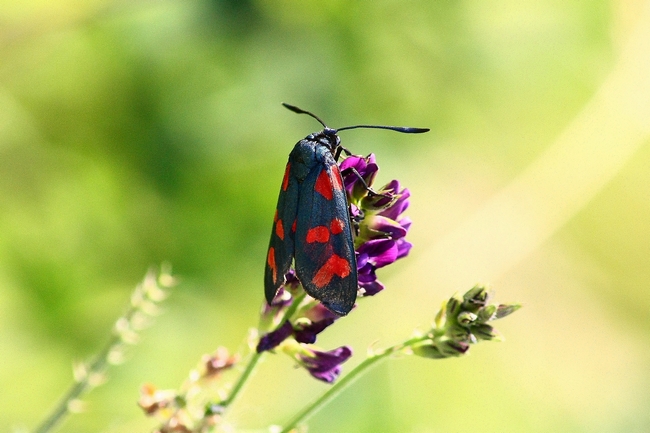 Zygaena di cuori da ID